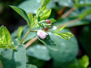 snowberry in flower